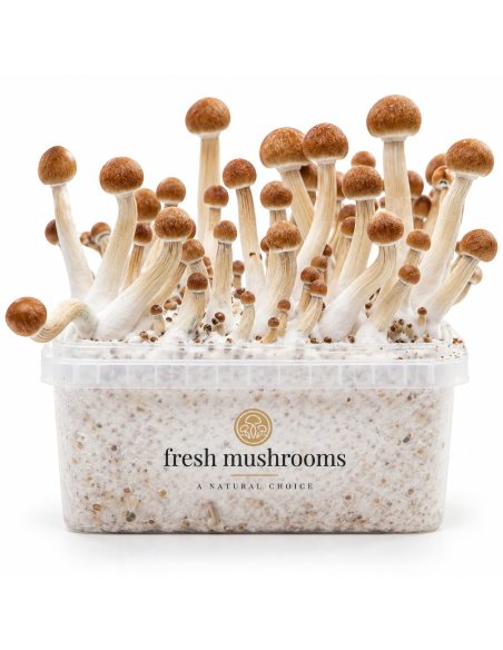 Kit de culture Fresh Mushrooms Mazatapec, 1200 ml – kit avec champignons, vue frontale