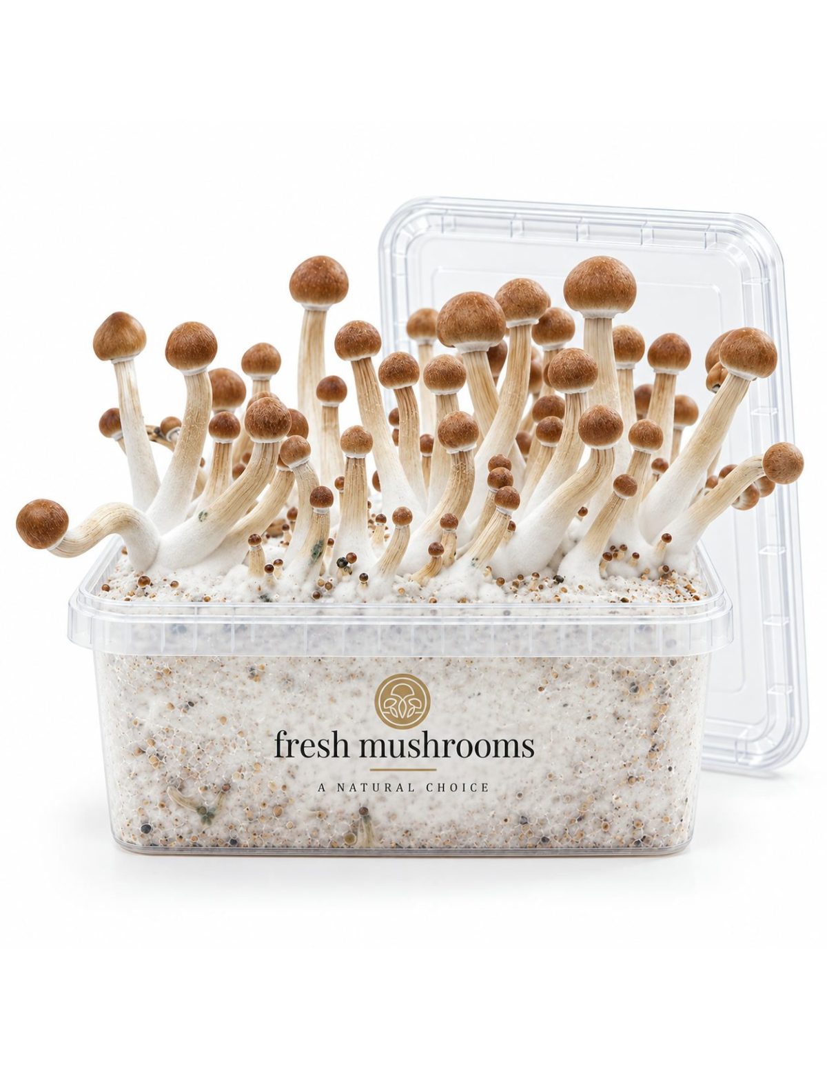 Kit de culture Fresh Mushrooms Mazatapec, 1200 ml – kit ouvert avec son couvercle transparent
