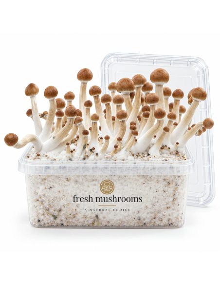 Kit de culture Fresh Mushrooms Mazatapec, 1200 ml – kit ouvert avec son couvercle transparent