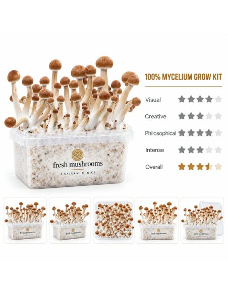 Kit de culture Fresh Mushrooms Mazatapec, 1200 ml – kit et cinq vues réduites