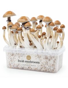 Kit de culture Fresh Mushrooms Cambodian, 1200 ml