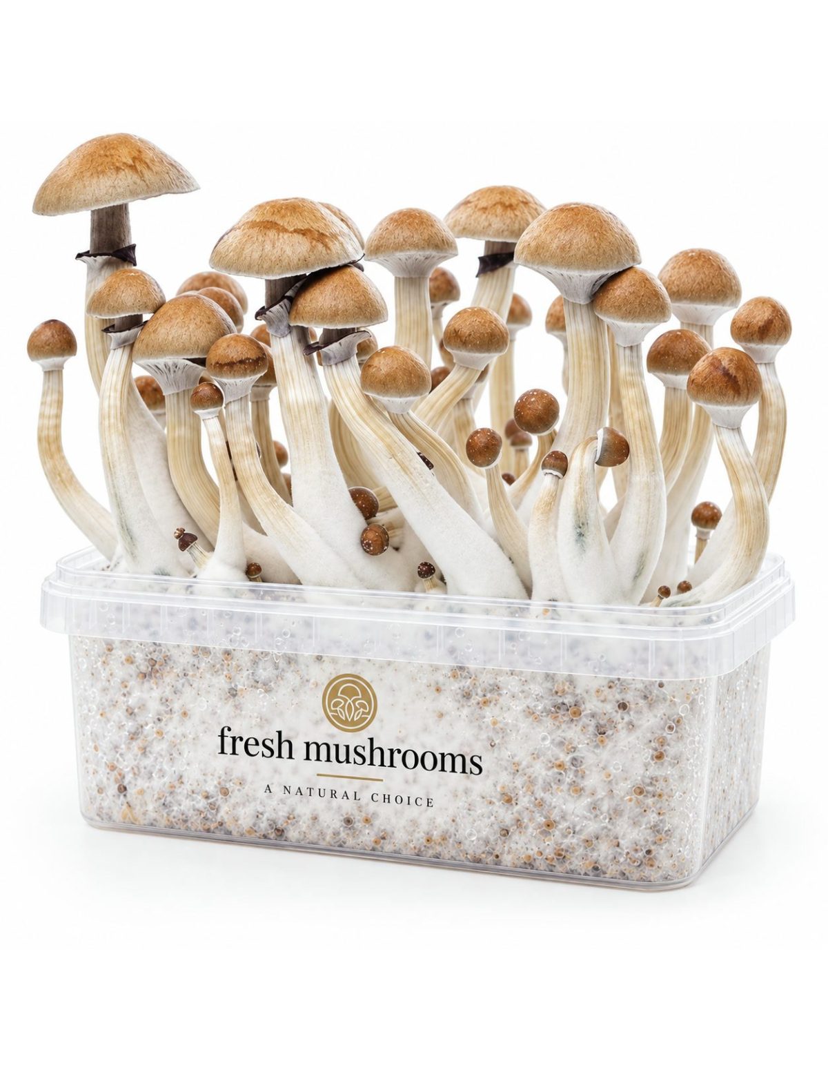 Kit de culture Fresh Mushrooms Cambodian, 1200 ml – kit avec champignons, vue de face