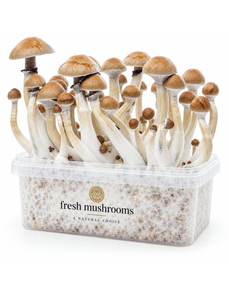 Kit de culture Fresh Mushrooms Cambodian, 1200 ml – kit avec champignons, vue de face
