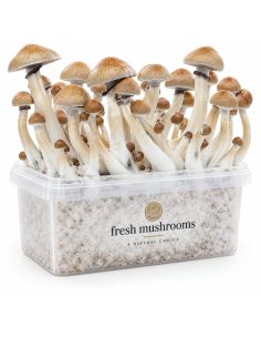 Kit de culture Fresh Mushrooms Cambodian, 1200 ml 2