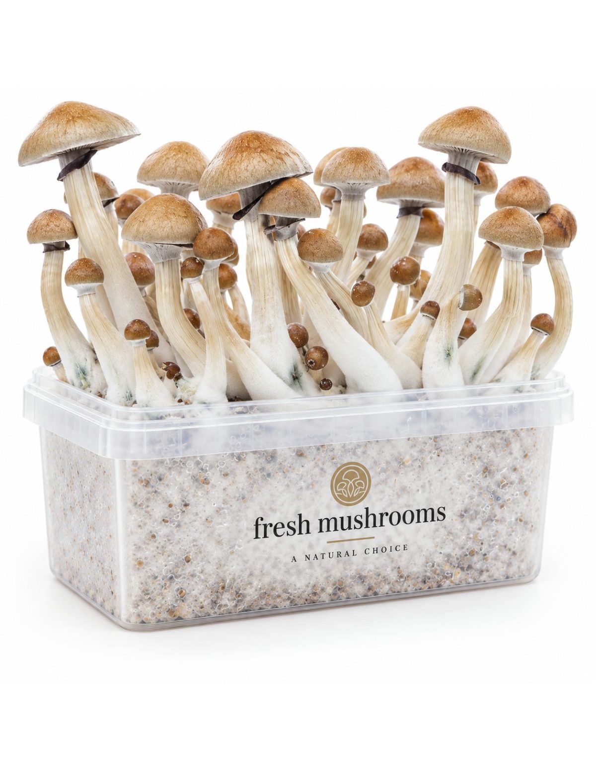 Kit de culture Fresh Mushrooms Cambodian, 1200 ml – kit avec champignons, autre vue de face