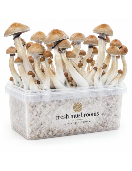 Kit de culture Fresh Mushrooms Cambodian, 1200 ml – kit avec champignons, autre vue de face