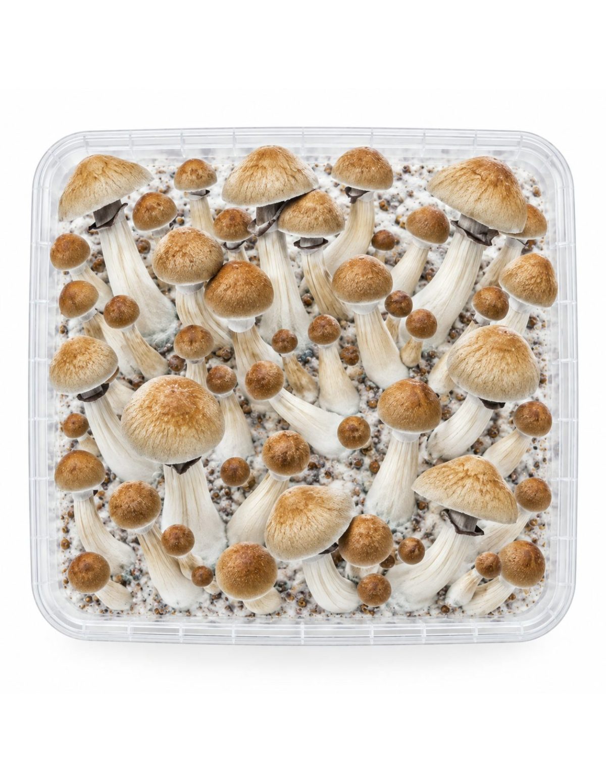 Kit de culture Fresh Mushrooms Cambodian, 1200 ml – kit vu du dessus