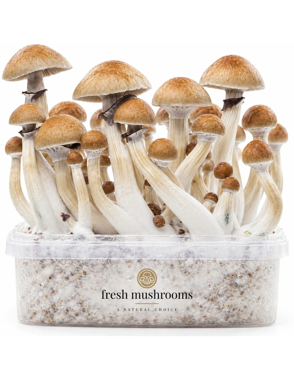 Kit de culture Fresh Mushrooms Cambodian, 1200 ml – gros plan sur les chapeaux et les pieds