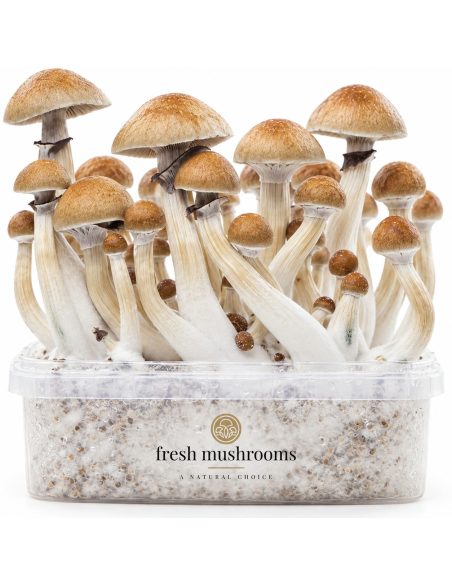 Kit de culture Fresh Mushrooms Cambodian, 1200 ml – gros plan sur les chapeaux et les pieds