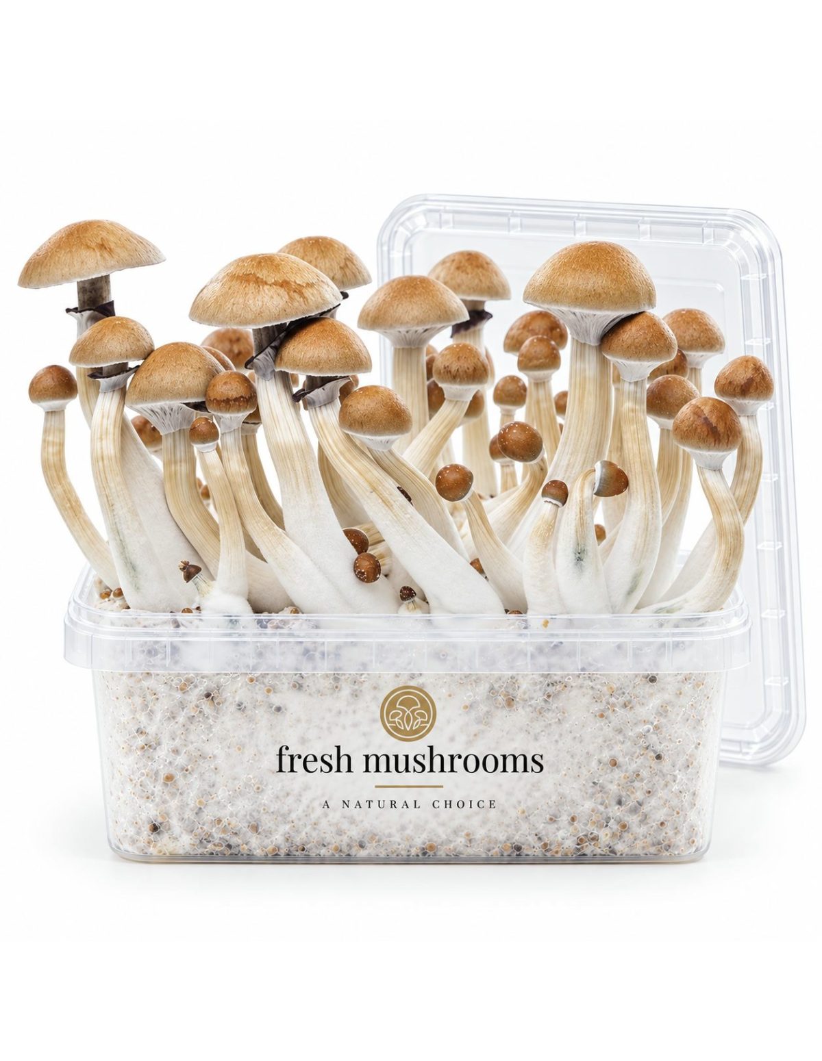 Kit de culture Fresh Mushrooms Cambodian, 1200 ml – kit avec champignons et couvercle transparent