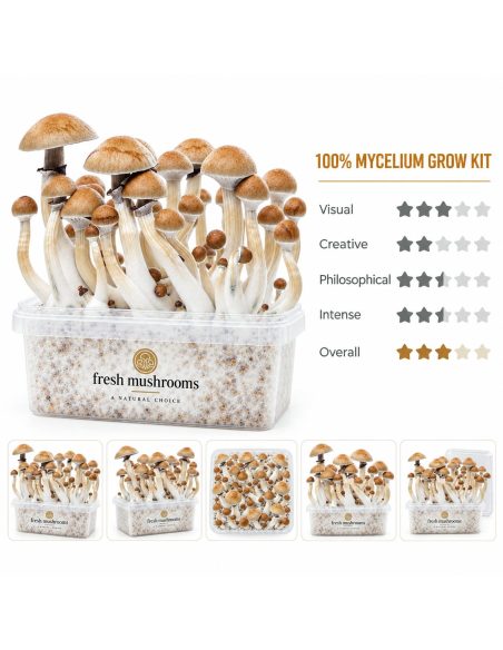 Kit de culture Fresh Mushrooms Cambodian, 1200 ml – kit et cinq vues réduites