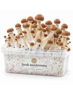 Kit de culture Fresh Mushrooms Colombian, 1200 ml