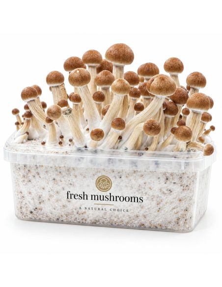 Kit de culture Fresh Mushrooms Colombian, 1200 ml – kit avec champignons, vue de face