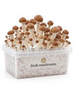 Kit de culture Fresh Mushrooms Colombian, 1200 ml 2