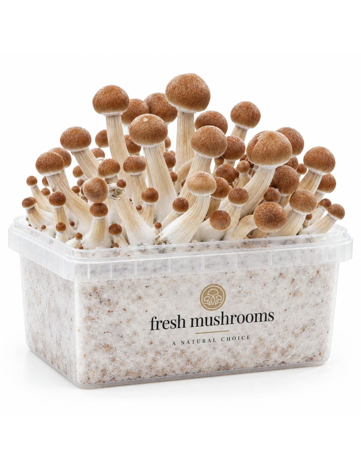 Kit de culture Fresh Mushrooms Colombian, 1200 ml – kit avec champignons, vue de biais