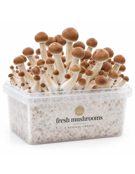 Kit de culture Fresh Mushrooms Colombian, 1200 ml – kit avec champignons, vue de biais