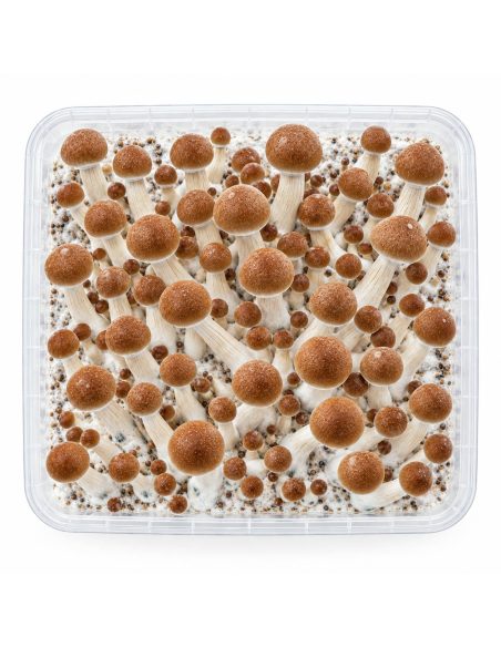 Kit de culture Fresh Mushrooms Colombian, 1200 ml – kit vu du dessus
