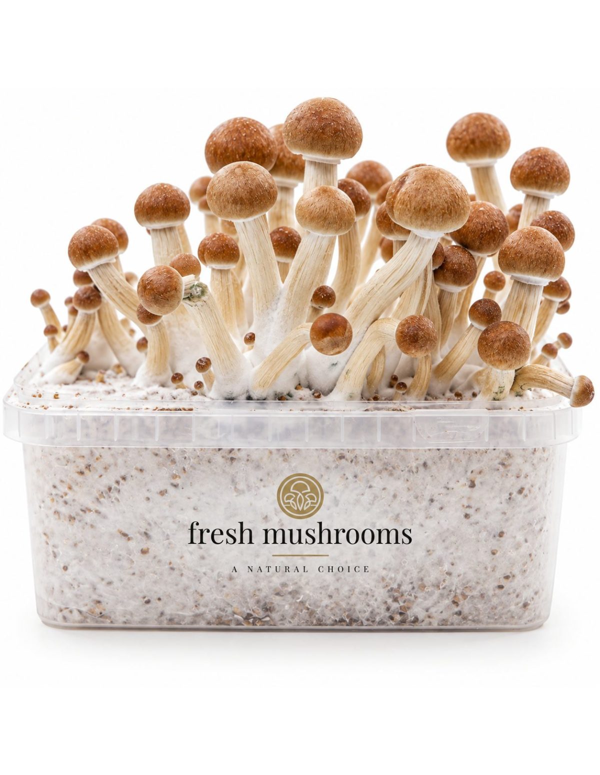 Kit de culture Fresh Mushrooms Colombian, 1200 ml – kit avec champignons, vue frontale
