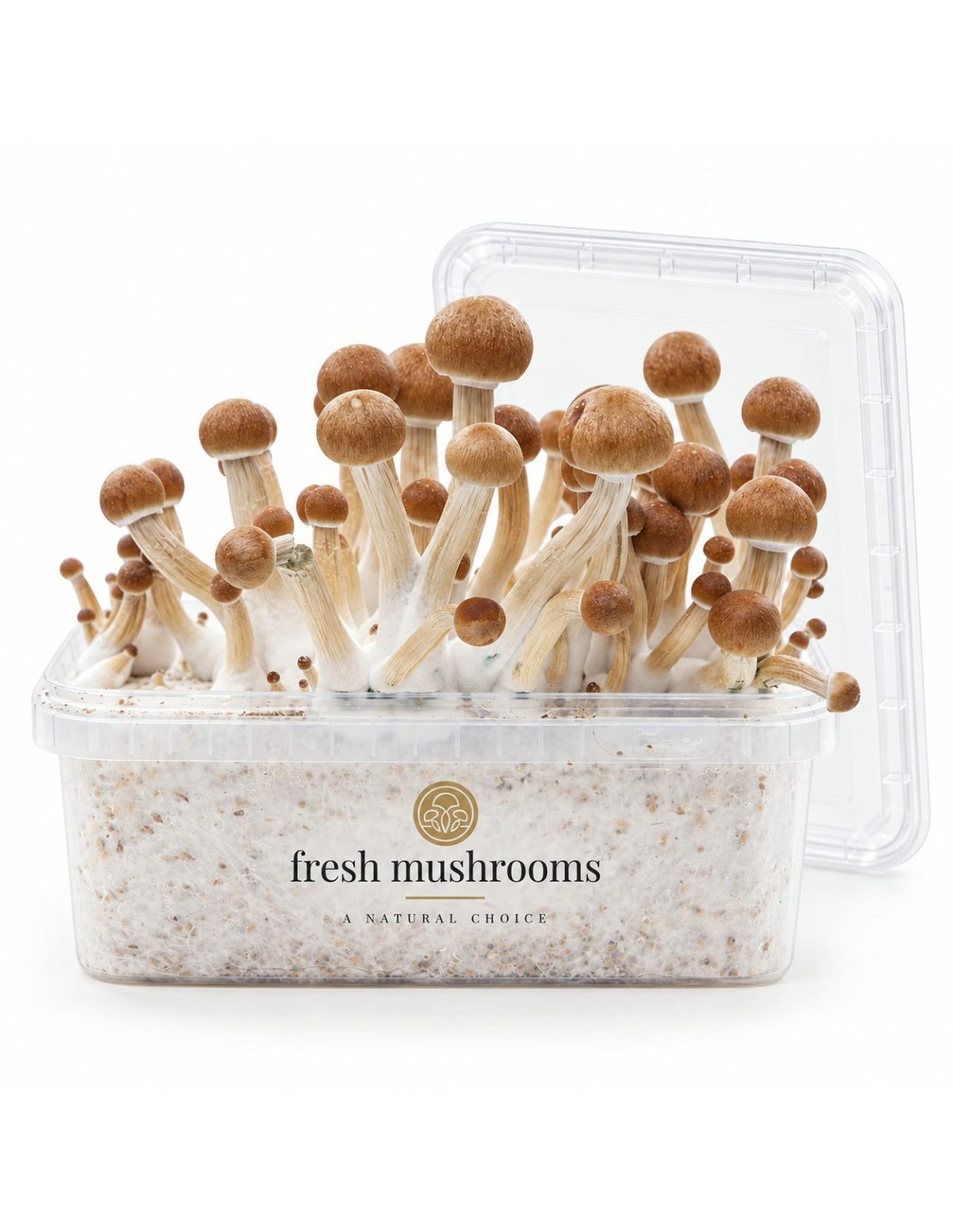 Kit de culture Fresh Mushrooms Colombian, 1200 ml – kit ouvert avec son couvercle transparent