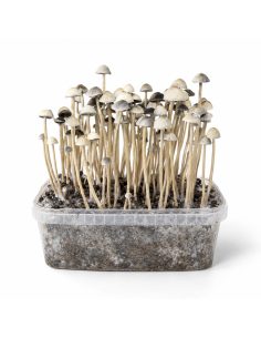 Kit de culture Panaeolus cyanescens Hawaii Copelandia –... 2