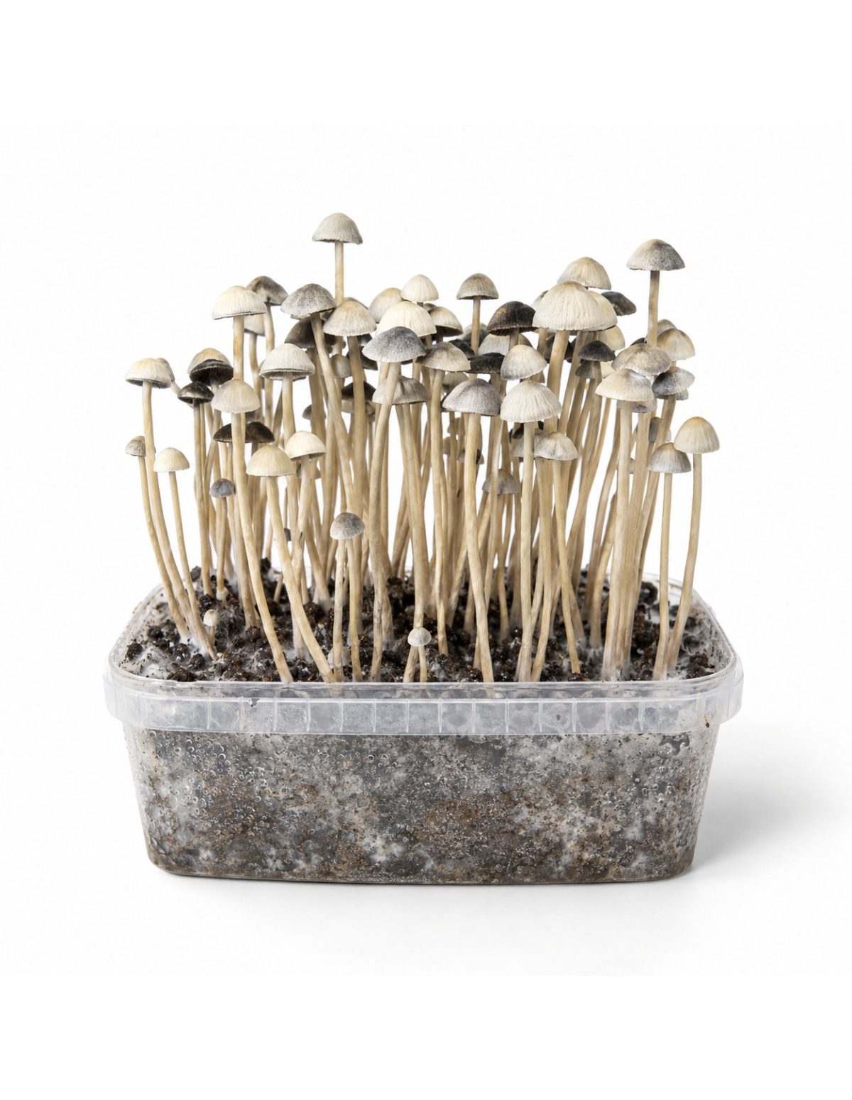 Kit de culture Panaeolus cyanescens Hawaii Copelandia – Mycotek – kit avec champignons, vue de face