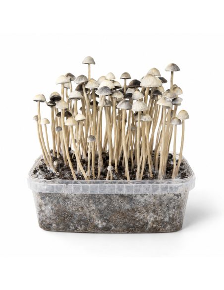 Kit de culture Panaeolus cyanescens Hawaii Copelandia – Mycotek – kit avec champignons, vue de face