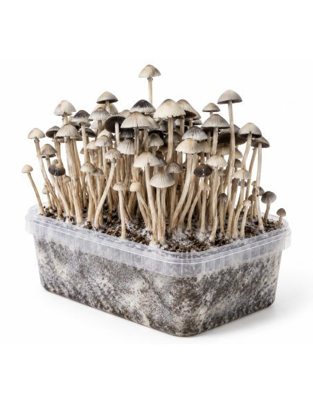 Kit de culture Panaeolus cyanescens Hawaii Copelandia – Mycotek – kit avec champignons, vue de biais