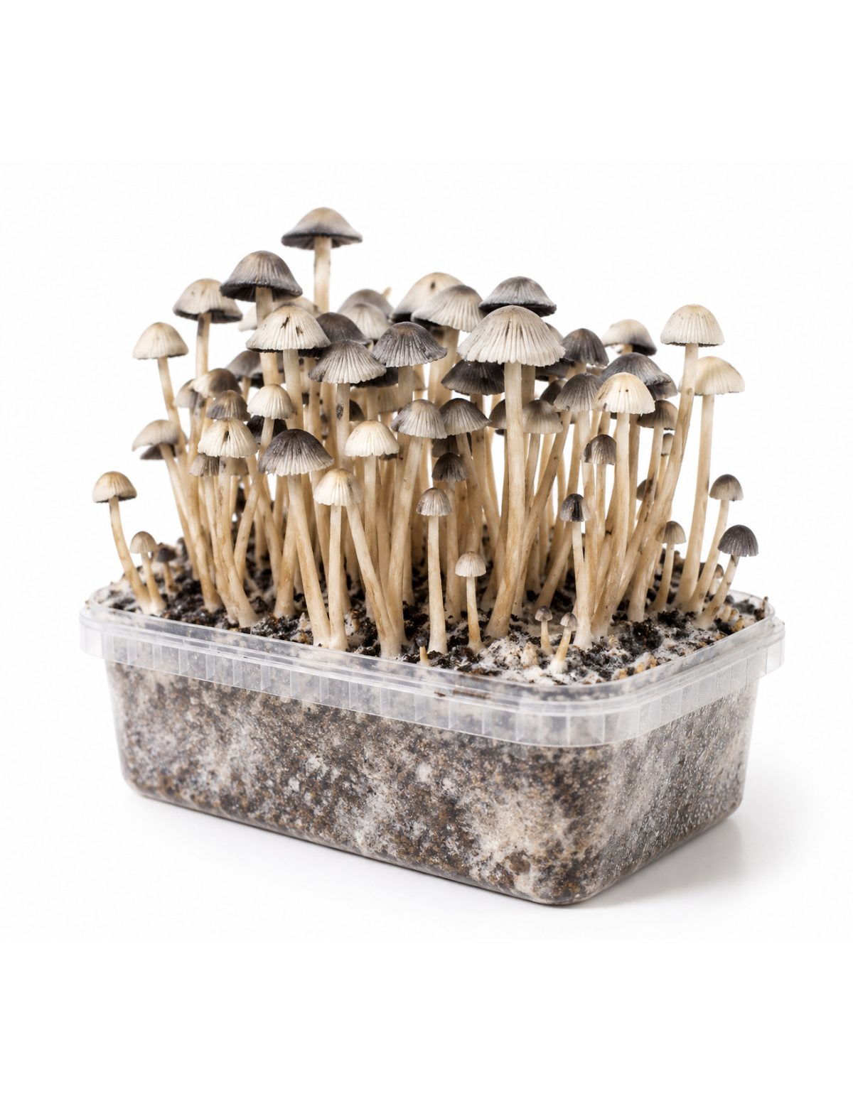 Kit de culture Panaeolus cyanescens Hawaii Copelandia – Mycotek – chapeaux et pieds, vue de biais