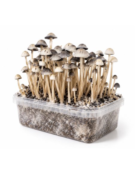 Kit de culture Panaeolus cyanescens Hawaii Copelandia – Mycotek – chapeaux et pieds, vue de biais