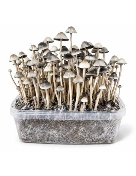 Kit de culture Panaeolus cyanescens Hawaii Copelandia – Mycotek – kit avec champignons, vue frontale