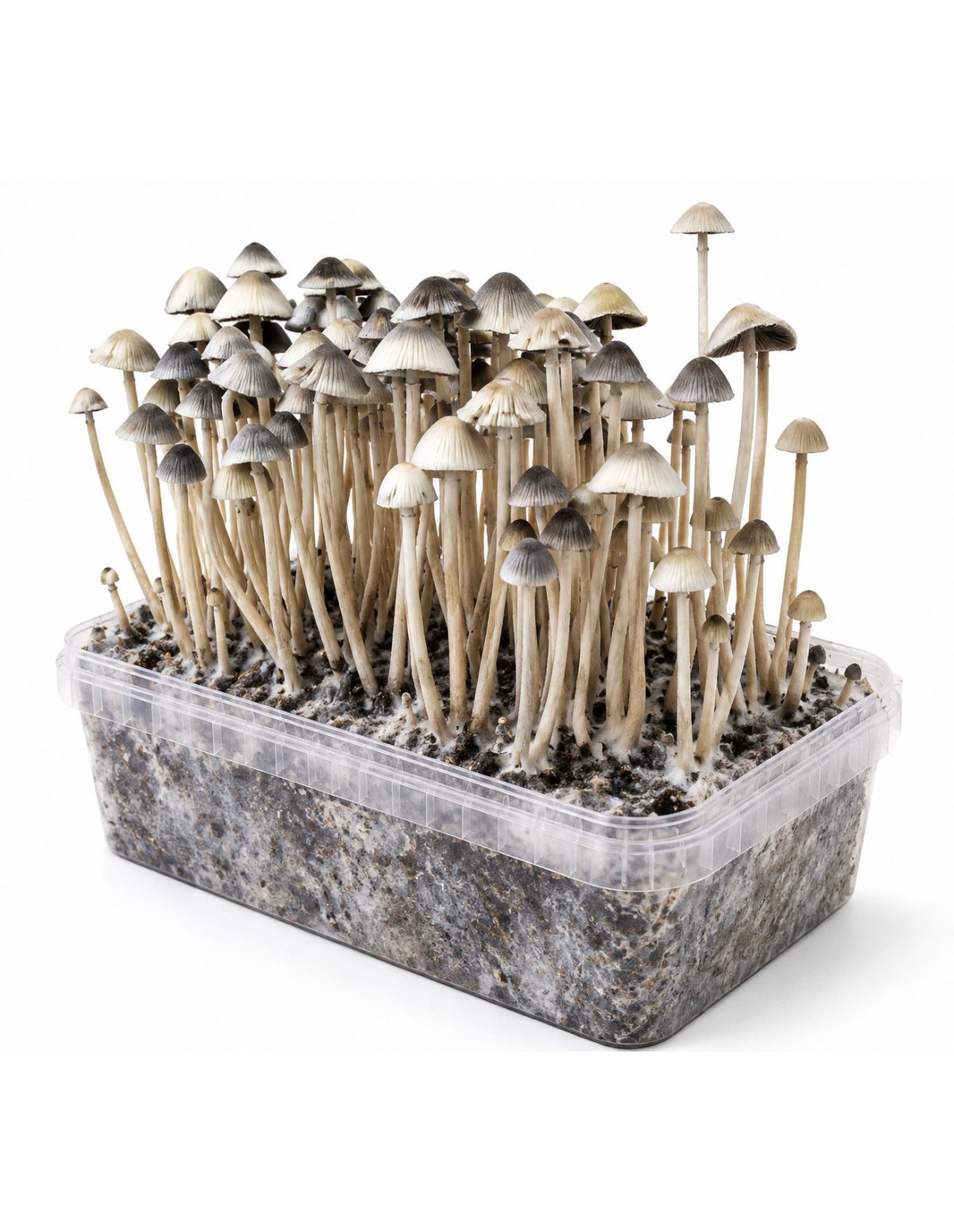 Kit de culture Panaeolus cyanescens Hawaii Copelandia – Mycotek – kit avec champignons, vue de gauche
