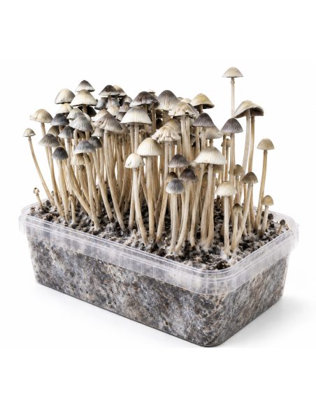Kit de culture Panaeolus cyanescens Hawaii Copelandia – Mycotek – kit avec champignons, vue de gauche