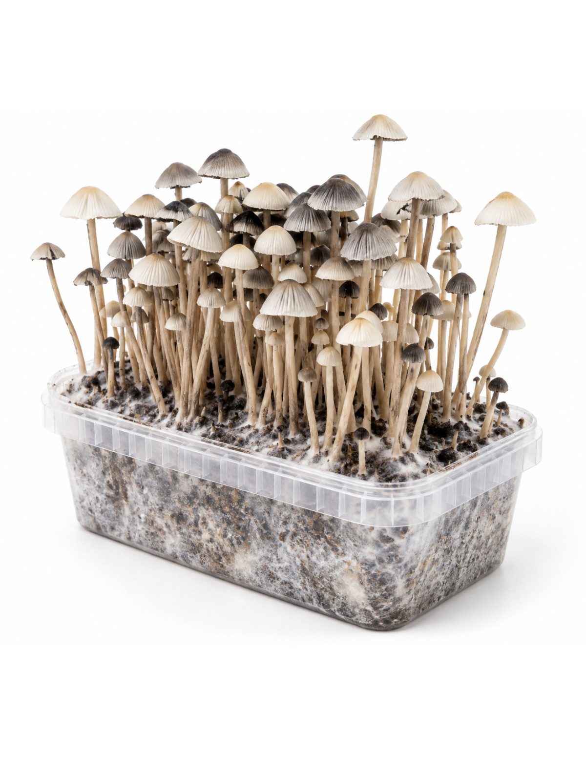 Kit de culture Panaeolus cyanescens Hawaii Copelandia – Mycotek – champignons au-dessus du substrat, vue de biais