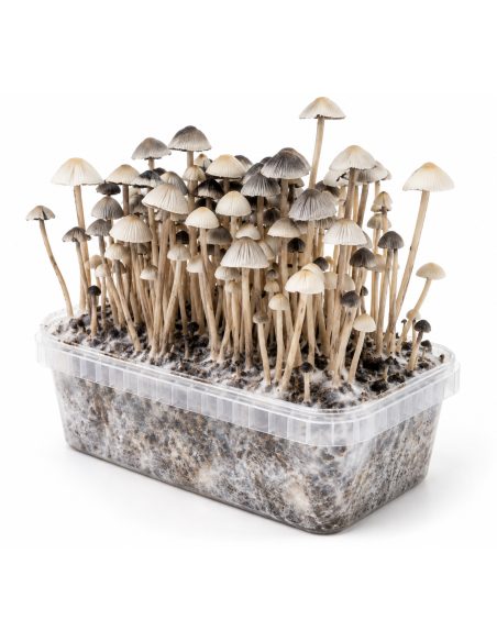 Kit de culture Panaeolus cyanescens Hawaii Copelandia – Mycotek – champignons au-dessus du substrat, vue de biais