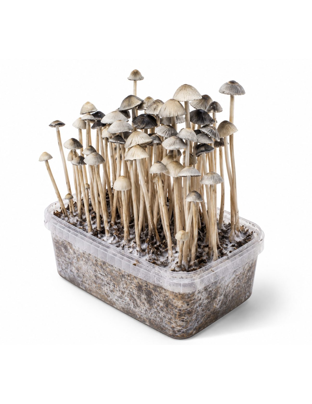 Kit de culture Panaeolus cyanescens Hawaii Copelandia – Mycotek – kit avec champignons, vue de droite