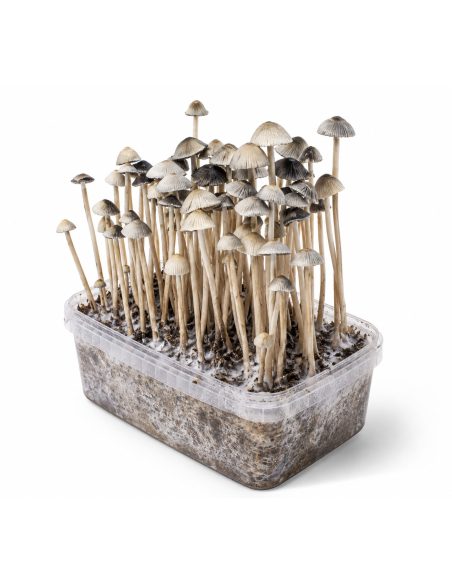 Kit de culture Panaeolus cyanescens Hawaii Copelandia – Mycotek – kit avec champignons, vue de droite