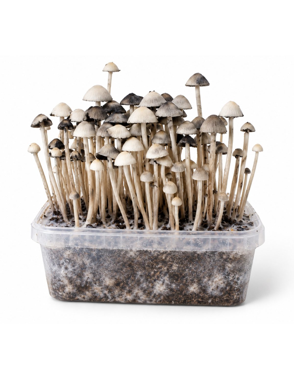 Kit de culture Panaeolus cyanescens Hawaii Copelandia – Mycotek – substrat visible à travers le bac transparent