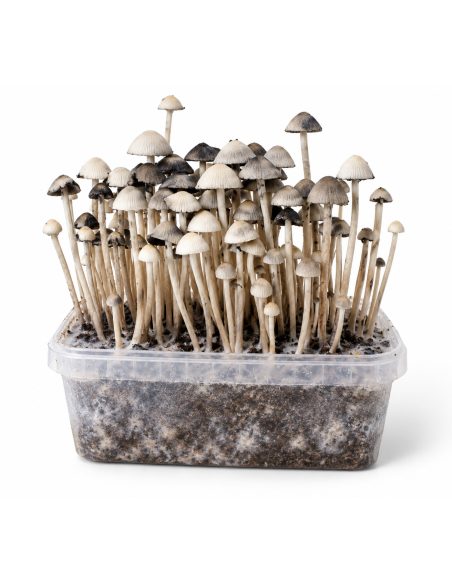 Kit de culture Panaeolus cyanescens Hawaii Copelandia – Mycotek – substrat visible à travers le bac transparent