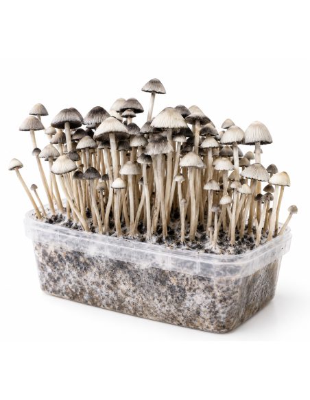 Kit de culture Panaeolus cyanescens Hawaii Copelandia – Mycotek – touffe de pieds élancés, vue de biais