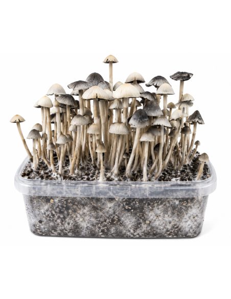 Kit de culture Panaeolus cyanescens Hawaii Copelandia – Mycotek – chapeaux gris et pieds, vue de face
