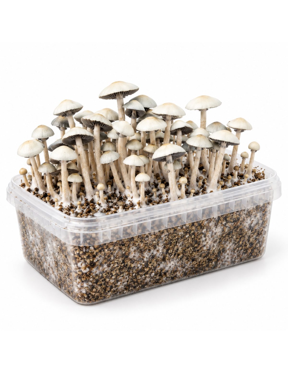 Kit de culture Panaeolus cyanescens MIB – Mycotek – kit avec champignons, vue de trois quarts