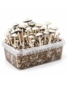 Kit de culture Panaeolus cyanescens MIB – Mycotek – kit avec champignons, vue de trois quarts