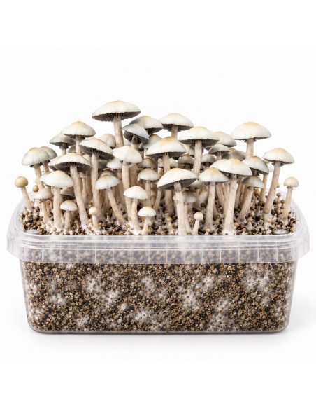 Kit de culture Panaeolus cyanescens MIB – Mycotek – kit avec champignons, vue de face