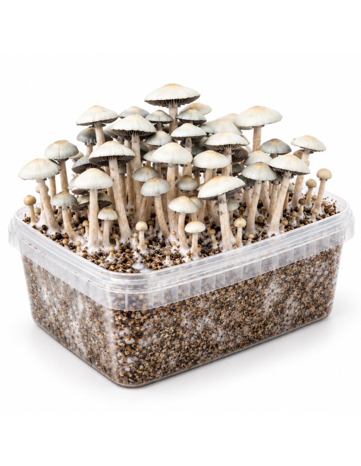 Kit de culture Panaeolus cyanescens MIB – Mycotek – kit avec champignons, vue du petit côté