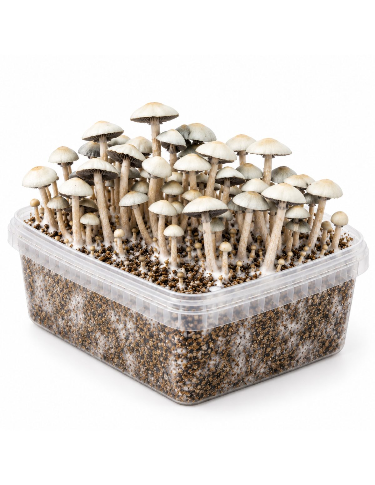 Kit de culture Panaeolus cyanescens MIB – Mycotek – kit avec champignons, vue du grand côté