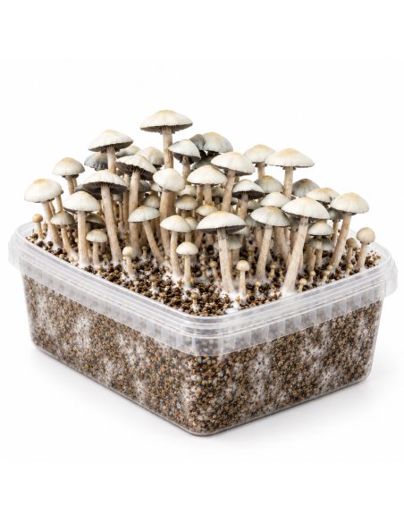Kit de culture Panaeolus cyanescens MIB – Mycotek – kit avec champignons, vue du grand côté