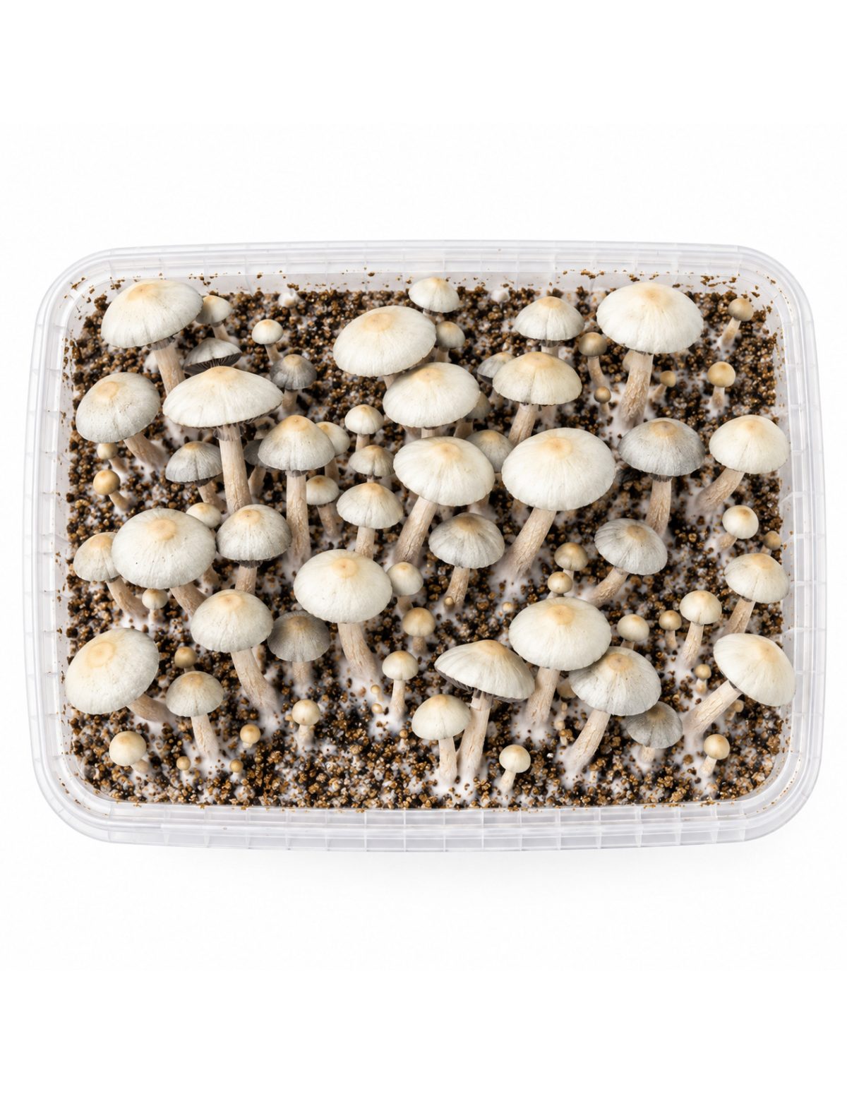 Kit de culture Panaeolus cyanescens MIB – Mycotek – kit avec champignons, vue de dessus
