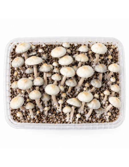 Kit de culture Panaeolus cyanescens MIB – Mycotek – kit avec champignons, vue de dessus