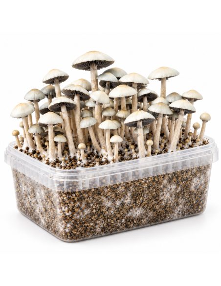 Kit de culture Panaeolus cyanescens MIB – Mycotek – kit avec champignons, vue de côté