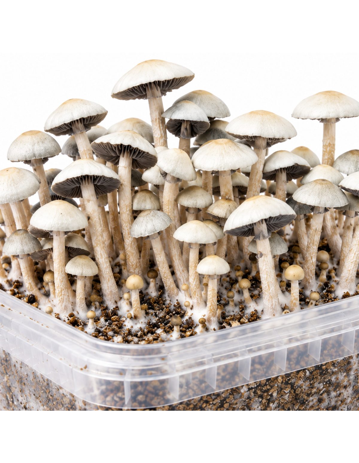 Kit de culture Panaeolus cyanescens MIB – Mycotek – gros plan sur les chapeaux et les pieds